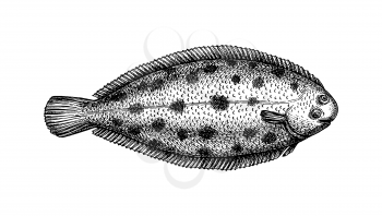 Common sole. Ink sketch of flatfish. Hand drawn vector illustration isolated on white background. Retro style.