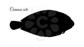 Common sole. Ink sketch of flatfish. Hand drawn vector illustration isolated on white background. Retro style.