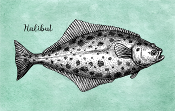 Flatfish. Ink sketch of halibut. Hand drawn vector illustration isolated on white background. Retro style.