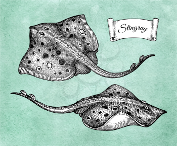 Stingray. Ink sketch of seafood. Hand drawn vector illustration on old paper background. Retro style.