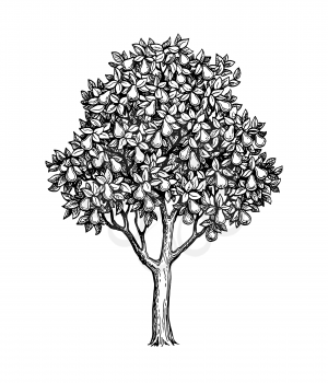 Pear tree. Ink sketch isolated on white background. Hand drawn vector illustration. Retro style.