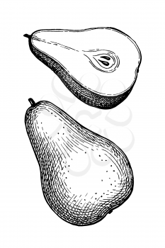 Pear. Ink sketch isolated on white background. Hand drawn vector illustration. Retro style.