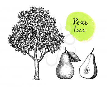 Pear tree and fruits. Ink sketch isolated on white background. Hand drawn vector illustration. Retro style.