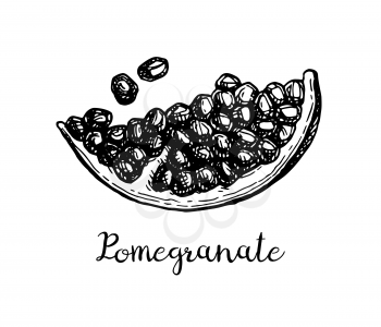 Pomegranate slice and seeds. Ink sketch isolated on white background. Hand drawn vector illustration. Retro style.
