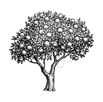 Apple tree. Ink sketch isolated on white background. Hand drawn vector illustration. Retro style.