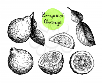 Bergamot orange set. Fruits, slices and leaves. Ink sketch isolated on white background. Hand drawn vector illustration. Retro style.