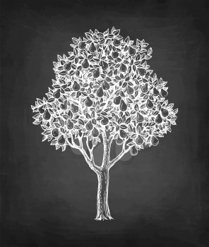 Pear tree. Chalk sketch on blackboard background. Hand drawn vector illustration. Retro style.