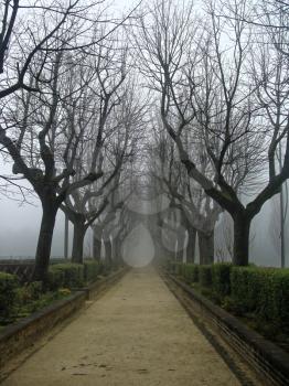 Sorrow alley in autumn in the fog. Mysterious blur unfocus the image of trees without leaves. Gothic.