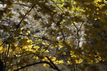 Sunny nature background with autumn yellow tree branches. The golden rays of sun in leaves.