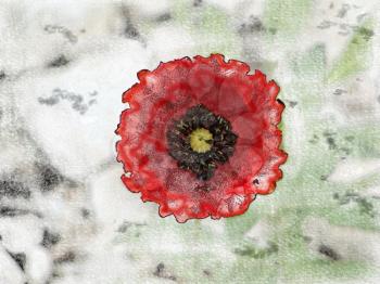 The flowers of red poppy closeup on grey background. Simulation of freehand drawing.