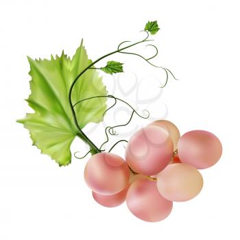 Fresh bunch of grapes purple pink on white background. Manufacturer of fresh juices and wine. Health and parties.