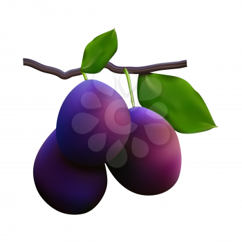 Juicy plum fruit closeup on white background