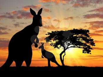 Silhouette of a kangaroo with a baby on a background of a beautiful sunset
