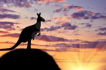 Silhouette of a kangaroo with a baby on a hill against a beautiful sunset