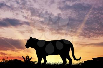 Silhouette of a tiger on a hill at sunset savanna