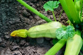 Vegetable young zucchini in the bush. The concept of eco products