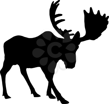 Beautiful silhouette of an adult moose with big antlers. Isolated on white.