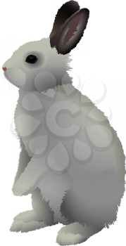 Gray rabbit with brown ears, stands on a white background.