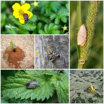 Collage of six different pictures of insects.