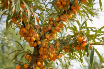 Branches with ripe berries of seabuckthorn.