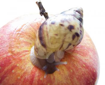 Giant African snail Achatina retikulyata on a red apple.