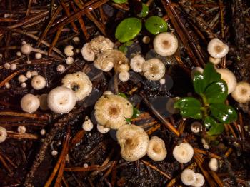 Small toadstool mushrooms in pine needles after rain.