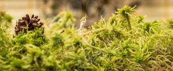 Green sphagnum moss. Shallow depth of field.