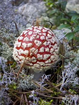 Small red fly agaric in a white moss.