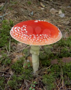Small red fly agaric in green moss.
