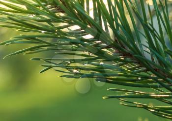 Beautiful background with rain drops on pine needles.