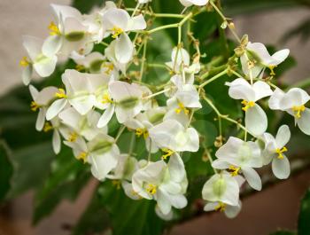 Beautiful fresh white flowers begonias on a background of green leaves. Close-up.