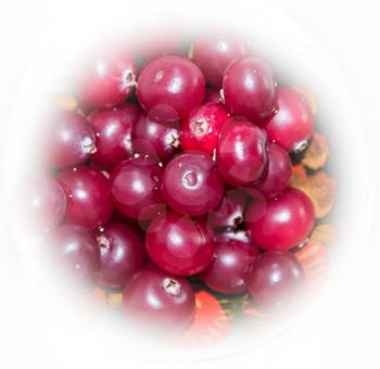 Photo cranberries, framed by a white vignette.