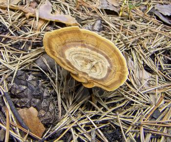 The brown flat mushroom growing among fallen down pine needles.