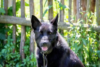 Portrait of a black dog raised ears.