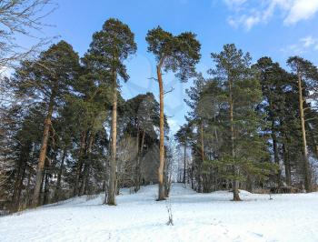 Beautiful tall pine trees on a hill on a background of blue sky and snow.