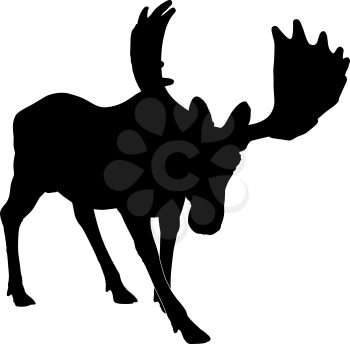 Beautiful silhouette of an adult moose with big antlers. Isolated on white.