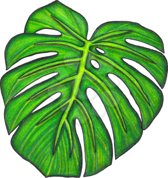 Monstera leaf. Illustration made with colored pencils. Drawn by hand. Isolated on white. Design for card, poster or wallpaper. There is an option in the vector.