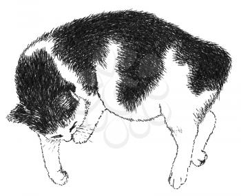 Sleeping black and white cat. Ink drawing. Drawn by hand.