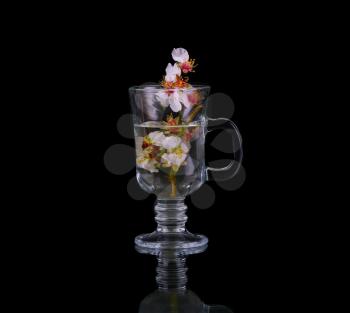 Flowering branch of cherry in a mug of water on a black background