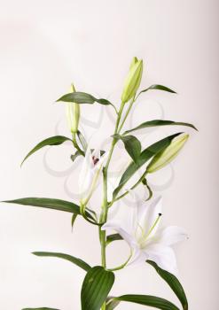 Beautiful white lilies on a white background