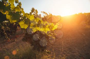 Vineyards at sunset in autumn harvest. 