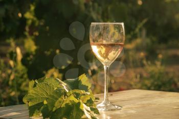 glass with white wine in vineyard on old table. Vineyard at sunset. White wine glass, wine bottle and white grape on wood table with copy space