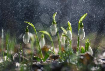 Beautiful fresh snowdrop flowers in early spring