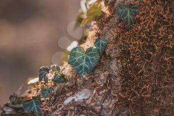 Beautiful, wild ivy on tree bark in the park