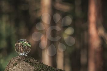 the concept of nature, green forest. Crystal ball on a wooden stump with leaves. Glass ball on a wooden stump covered with moss.