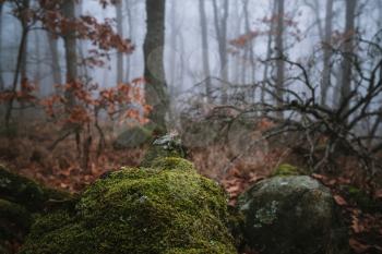 Forest in the fog. Dark, misty forest in southern Germany at late autumn. Background, illustration concept.