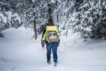 A man walks through a snowy forest. Winter landscape