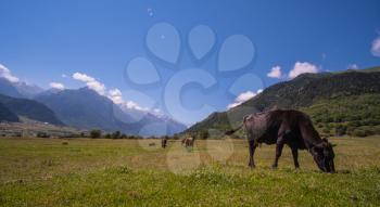 Herd of cows in the foothills of the North Caucasus