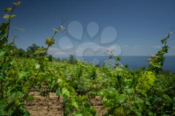 young vineyard on the slopes of the sea. Landscape with green vineyards. A young vine grows in a field on a slope.