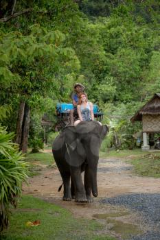 krabi , thailand - 31 march 2017; Guided walking on elephants is a favorite tourist attraction in Thailand. Beautiful green jungle after the rain . Asian natural scenery.
